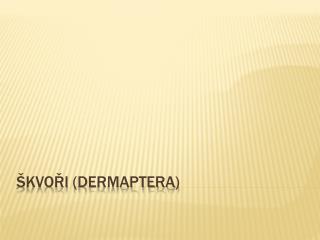 kvo i dermaptera