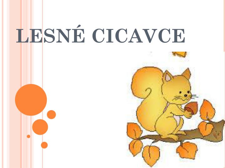 lesn cicavce