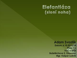elefanti za slon noha