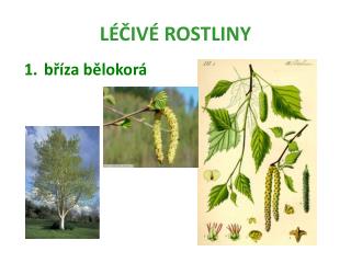 l iv rostliny