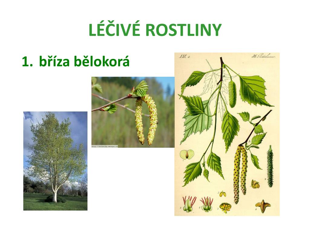 PPT - LÉČIVÉ ROSTLINY PowerPoint Presentation, free download - ID:3462262