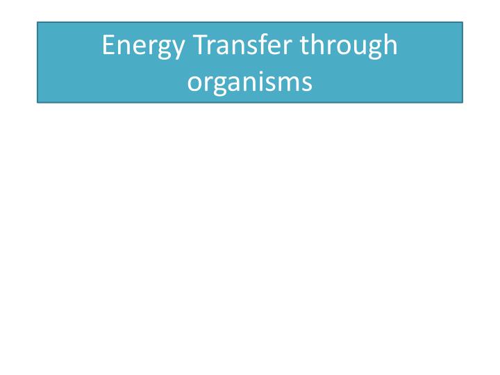energy transfer through organisms