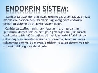 endokr n s stem
