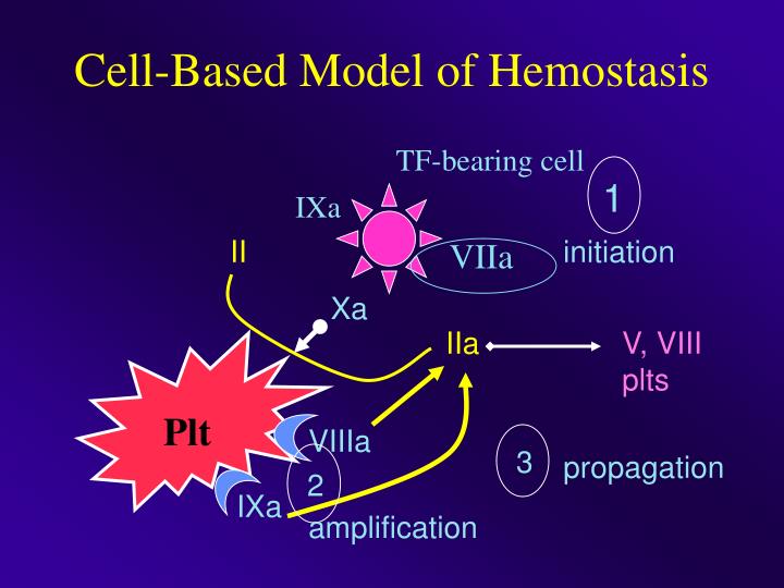 cell based model of hemostasis