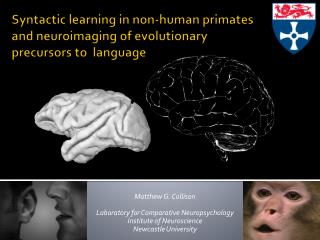 Syntactic learning in non-human primates and neuroimaging of evolutionary precursors to language