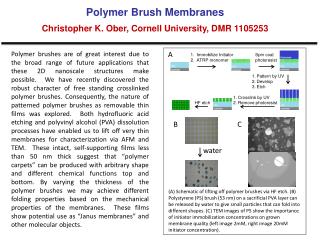 Polymer Brush Membranes Christopher K. Ober , Cornell University, DMR 1105253