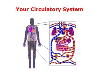 Your Circulatory System