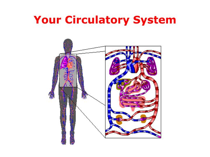 your circulatory system