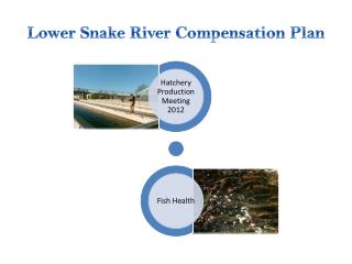 Lower Snake River Compensation Plan