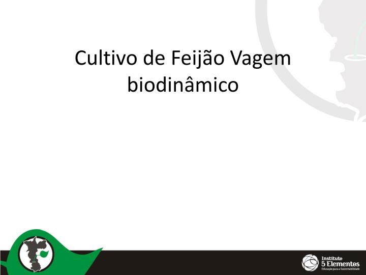 cultivo de feij o v agem biodin mico