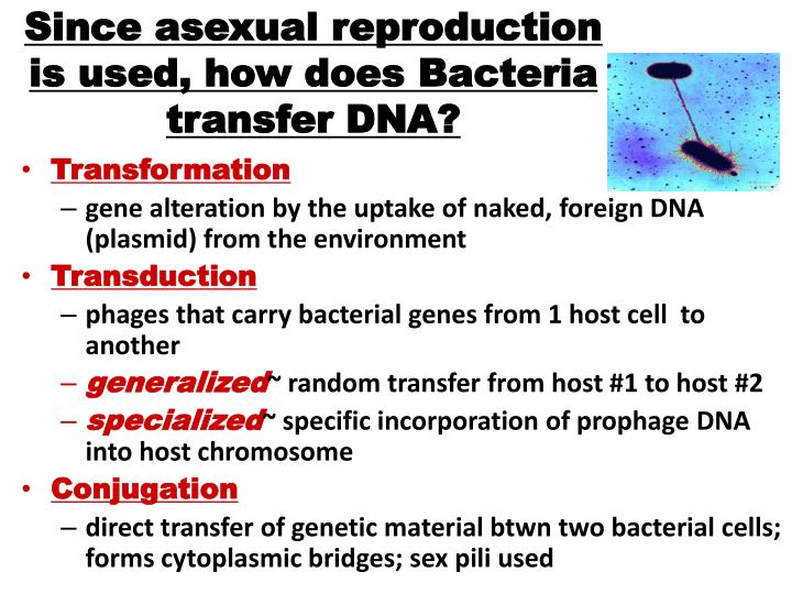 since asexual reproduction is used how does bacteria transfer dna