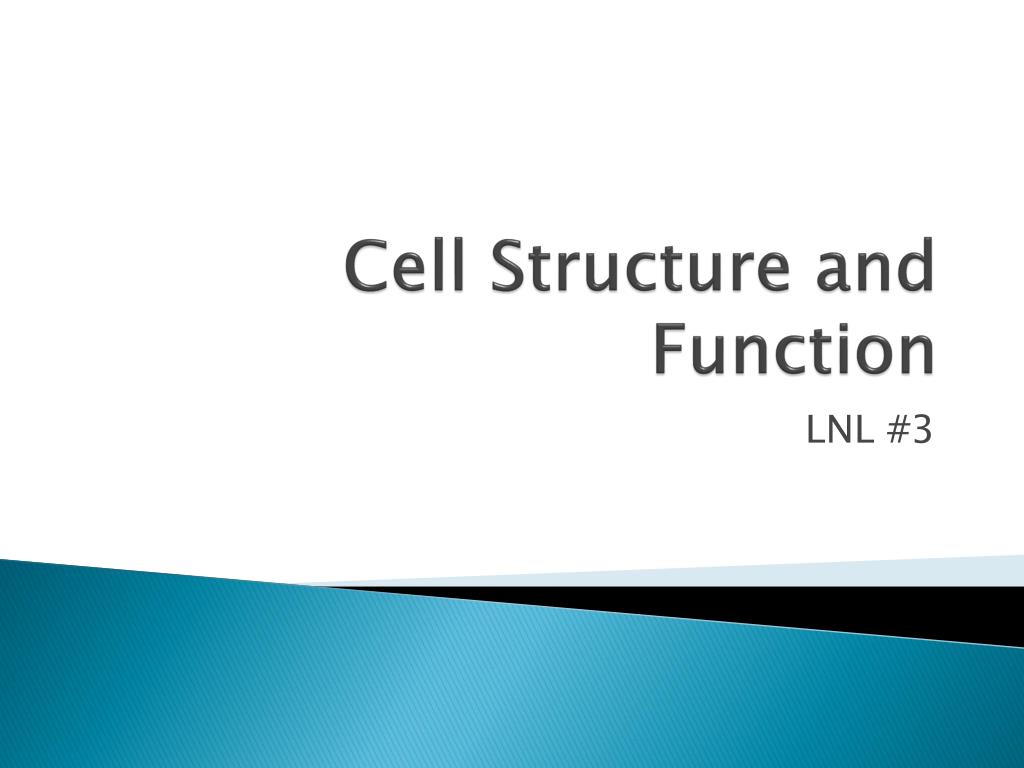 PPT - Cell Structure and Function PowerPoint Presentation, free ...