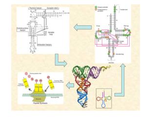 Base pairings of RNAs