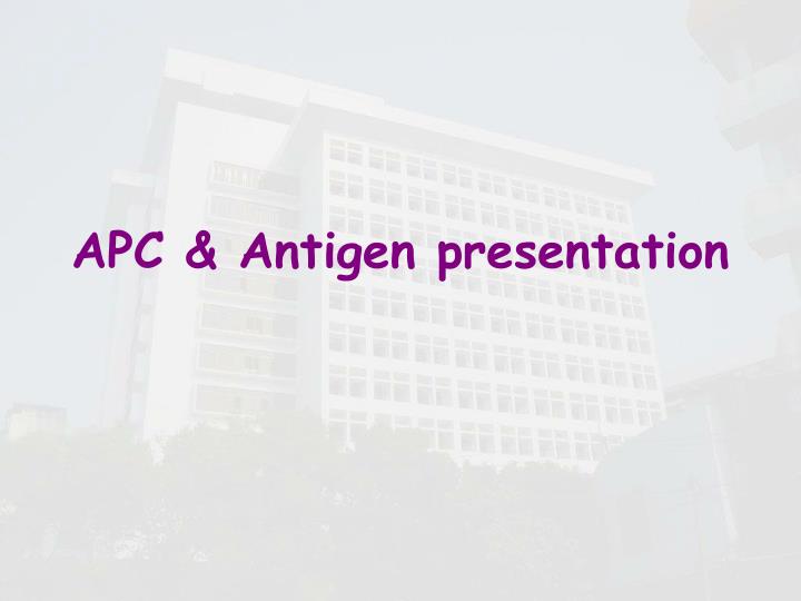 apc antigen presentation