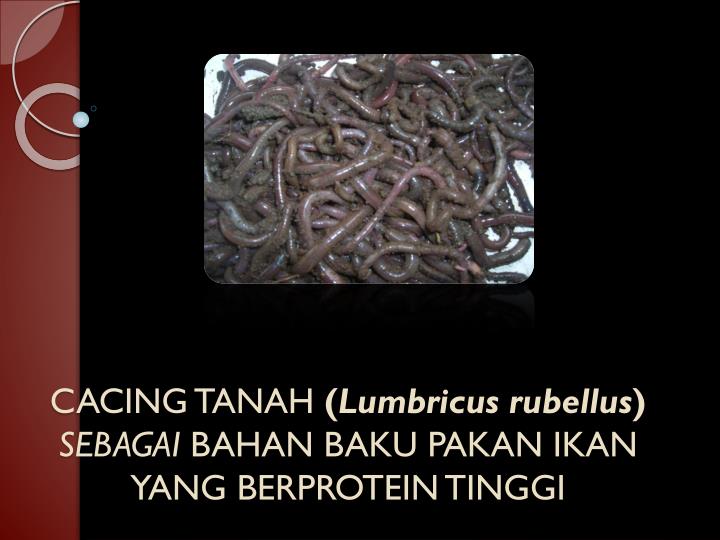 cacing tanah lumbricus rubellus sebagai bahan baku pakan ikan yang berprotein tinggi