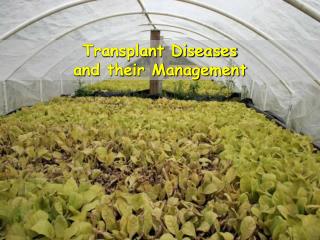 Transplant Diseases and their Management