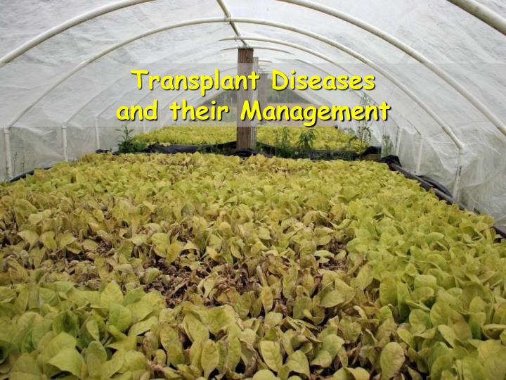 transplant diseases and their management