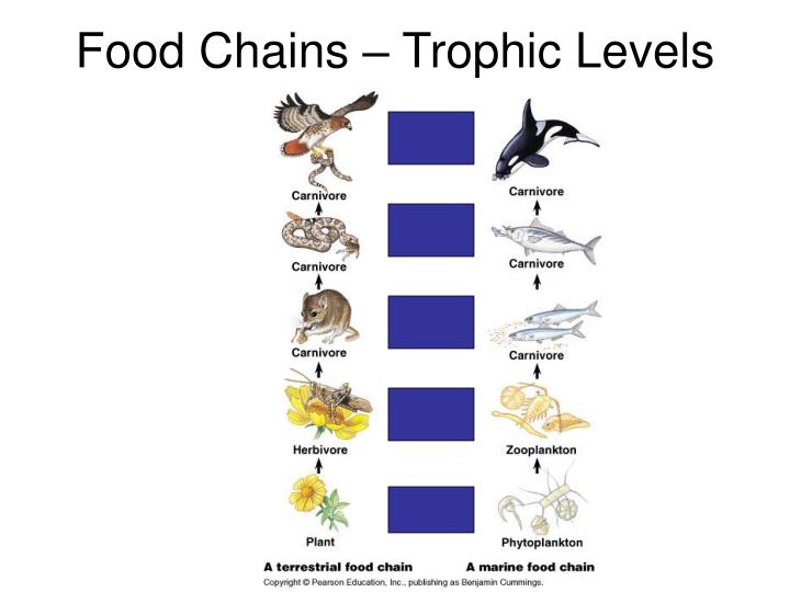 food chains trophic levels