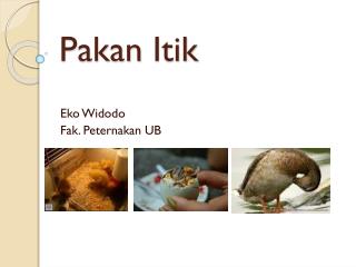 pakan itik