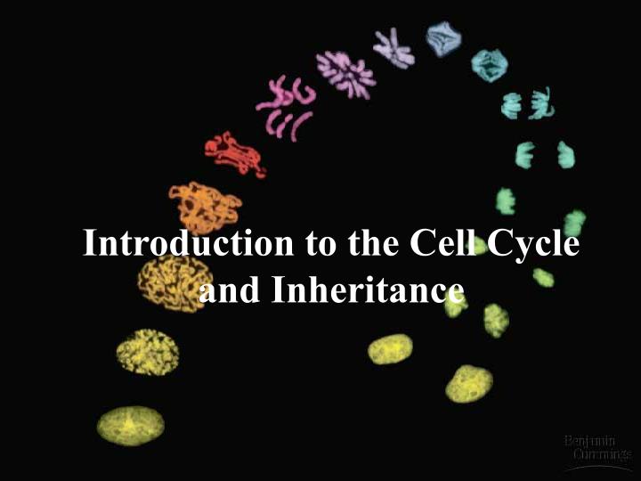 introduction to the cell cycle and inheritance