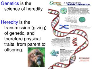 Genetics is the science of heredity.