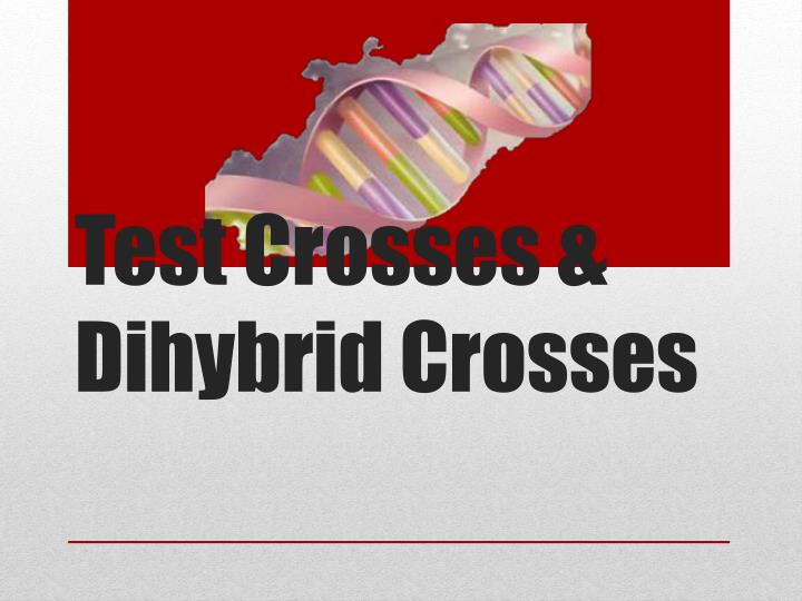test crosses dihybrid crosses