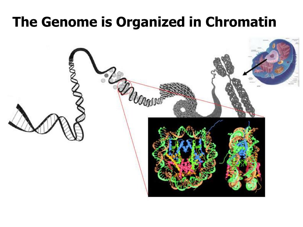 PPT - The Genome is Organized in Chromatin PowerPoint Presentation ...