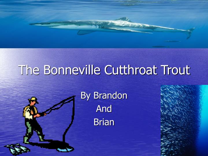 the bonneville cutthroat trout