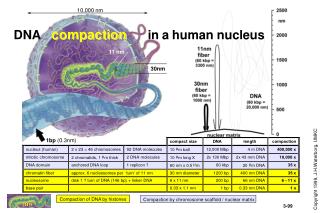 DNA compaction in a human nucleus