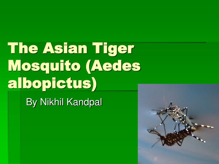 the asian tiger mosquito aedes albopictus