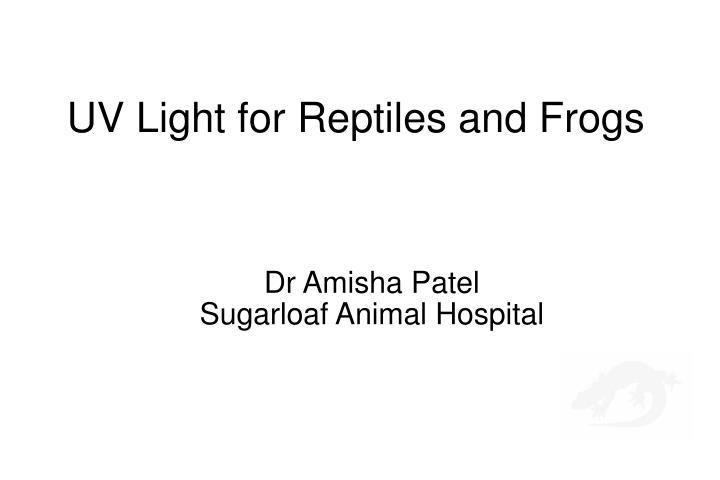 dr amisha patel sugarloaf animal hospital