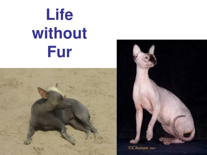 life without fur