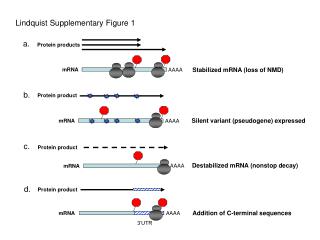 Protein product