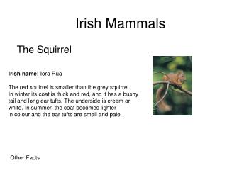 Irish Mammals