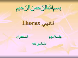 thorax