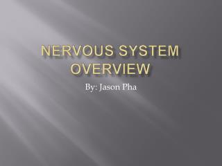 Nervous system overview