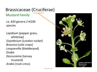 Brassicaceae (Cruciferae)
