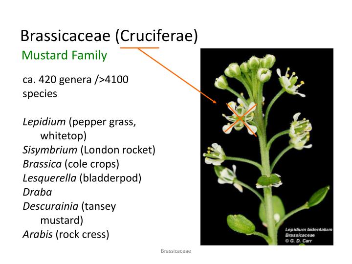 brassicaceae cruciferae