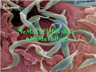 nemathelminthes nematoda