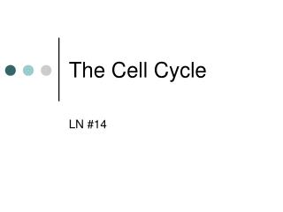 The Cell Cycle