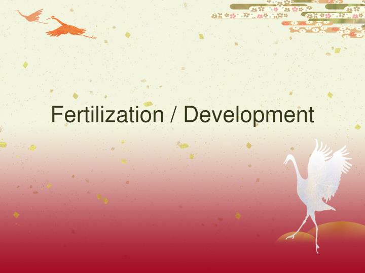 fertilization development