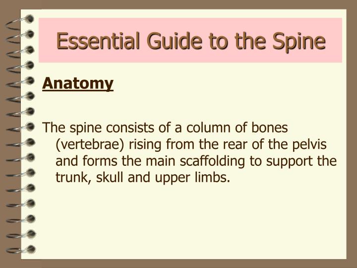 essential guide to the spine