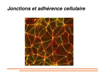 jonctions et adh rence cellulaire