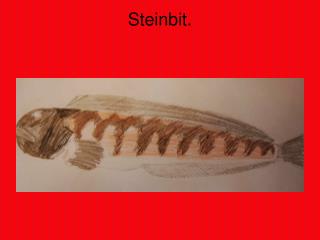 steinbit