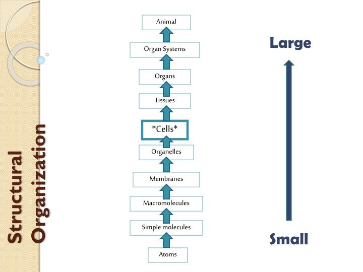 structural organization