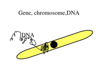 Gene, chromosome,DNA