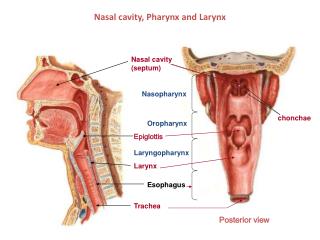 Nasal cavity, Pharynx and Larynx