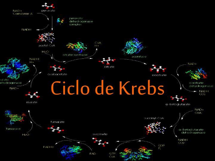 ciclo de krebs