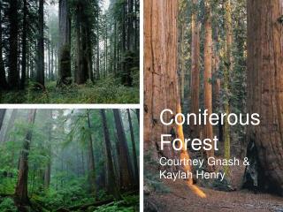 Coniferous Forest Courtney Gnash &amp; Kaylah Henry