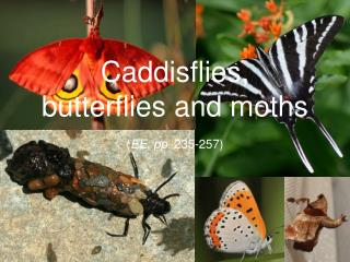 Caddisflies, butterflies and moths